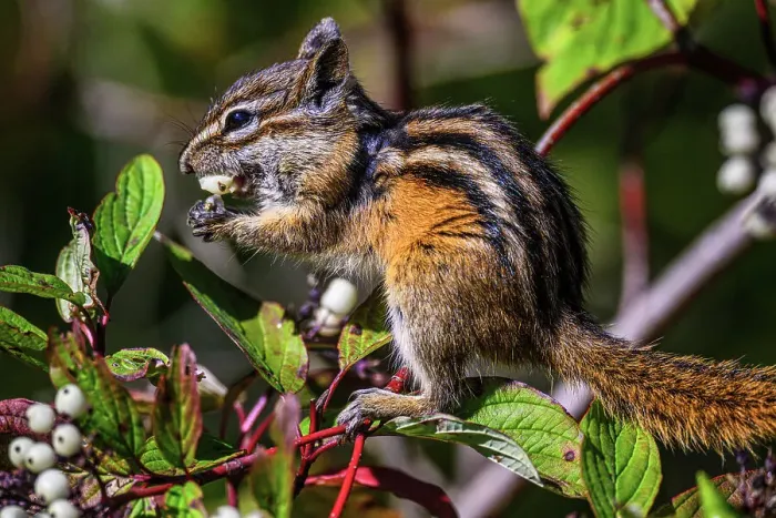 Framed Print : Eastern chipmunk (Tamias striatus) Eating red osier dogwood berries, Ontario, Canada Framed Print : Eastern chipmunk (Tamias striatus) Eating red osier dogwood berries, Ontario, Canada