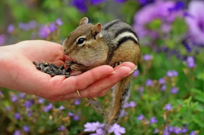 Framed Print : Eastern chipmunk (Tamias striatus) eating sunflower seeds from a human hand, Greater Sudbury (Lively), Ontario, Canada Framed Print : Eastern chipmunk (Tamias striatus) eating sunflower seeds from a human hand, Greater Sudbury (Lively), Ontario, Canada