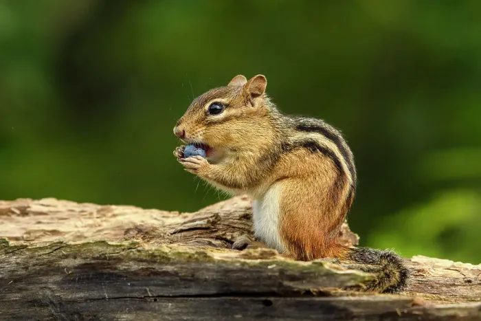 Framed Print : Eastern chipmunk (Tamias striatus) Eating a wild blueberry, Greater Sudbury, Ontario, Canada Framed Print : Eastern chipmunk (Tamias striatus) Eating a wild blueberry, Greater Sudbury, Ontario, Canada