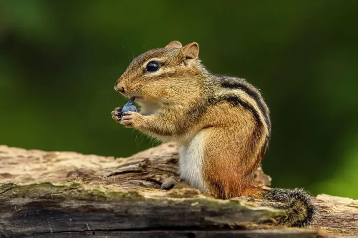 Framed Print : Eastern chipmunk (Tamias striatus) Eating a wild blueberry, Greater Sudbury, Ontario, Canada Framed Print : Eastern chipmunk (Tamias striatus) Eating a wild blueberry, Greater Sudbury, Ontario, Canada