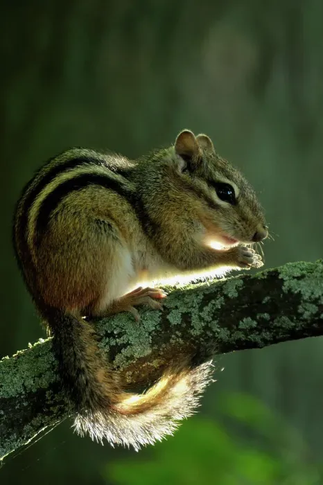 Framed Print : Eastern chipmunk (Tamias striatus) Foraging near shore of Kagawong Lake, Manitoulin Island- Kagawong, Ontario, Canada