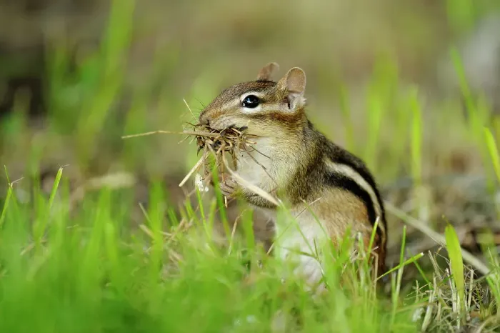Framed Print : Eastern Chipmunk (Tamias striatus) Gathering nest material for burrow, Greater Sudbury (Lively), Ontario, Canada Framed Print : Eastern Chipmunk (Tamias striatus) Gathering nest material for burrow, Greater Sudbury (Lively), Ontario, Canada