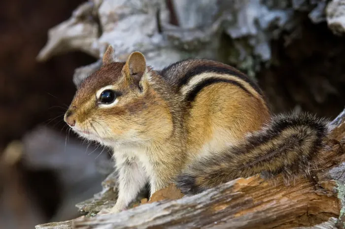Framed Print : Eastern chipmunk Tamias striatus) Gathering seeds in cheek pouches, Greater Sudbury, Ontario, Canada Framed Print : Eastern chipmunk Tamias striatus) Gathering seeds in cheek pouches, Greater Sudbury, Ontario, Canada