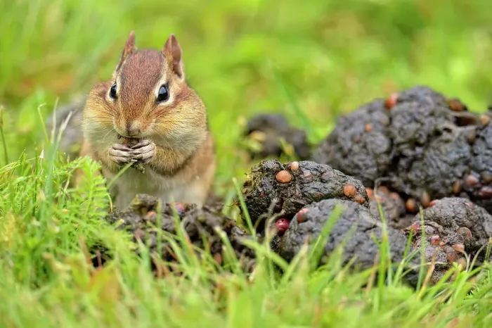 Framed Print : Eastern chipmunk (Tamias striatus) Harvesting seeds from a fresh pile of black bear scat, Greater Sudbury, Ontario, Canada Framed Print : Eastern chipmunk (Tamias striatus) Harvesting seeds from a fresh pile of black bear scat, Greater Sudbury, Ontario, Canada