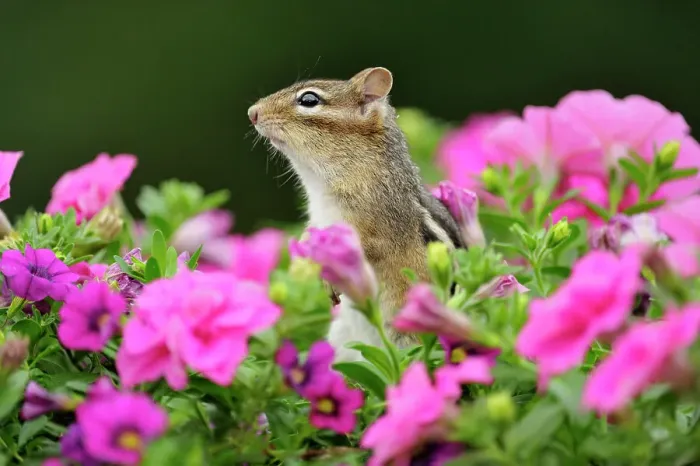 Framed Print : Eastern Chipmunk (Tamias striatus) Investigating flower planter with petunias, Greater Sudbury (Lively), Ontario, Canada Framed Print : Eastern Chipmunk (Tamias striatus) Investigating flower planter with petunias, Greater Sudbury (Lively), Ontario, Canada