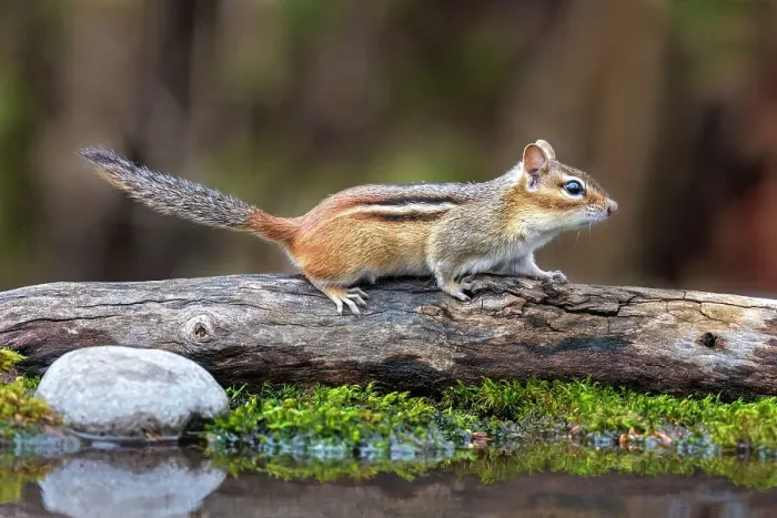Framed Print : Eastern Chipmunk (Tamias striatus) at pond, Thornton, Ontario, Canada Framed Print : Eastern Chipmunk (Tamias striatus) at pond, Thornton, Ontario, Canada