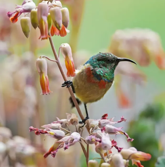 Framed Print : An Eastern Double-collared Sunbird Framed Print : An Eastern Double-collared Sunbird