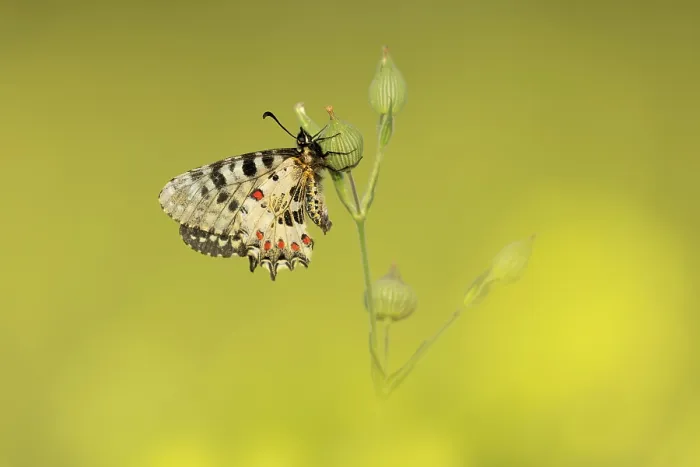 Framed Print : Eastern Festoon (Allancastria cerisyi) surrounded by yellow wildflowers, Rhodope Mountains, Bulgaria, May 2025 Framed Print : Eastern Festoon (Allancastria cerisyi) surrounded by yellow wildflowers, Rhodope Mountains, Bulgaria, May 2025