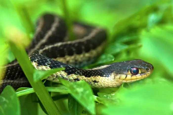 Framed Print : Eastern garter snake (Thamnophis sirtalis) in garden vegetation, Lively, Ontario, Canada Framed Print : Eastern garter snake (Thamnophis sirtalis) in garden vegetation, Lively, Ontario, Canada