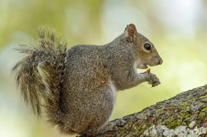 Framed Print : Eastern Gray Squirrel (Sciurus carolinensis) Gray phase, Ochlockonee River State Park, Florida, USA Framed Print : Eastern Gray Squirrel (Sciurus carolinensis) Gray phase, Ochlockonee River State Park, Florida, USA