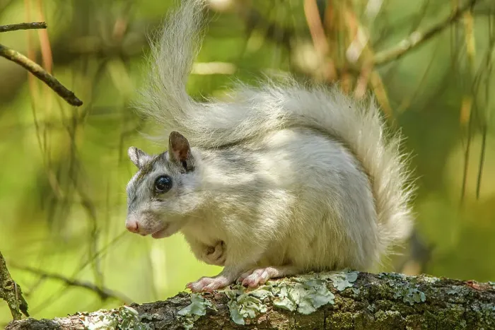 Framed Print : Eastern Gray Squirrel (Sciurus carolinensis) White phase, Ochlockonee River State Park, Florida, USA Framed Print : Eastern Gray Squirrel (Sciurus carolinensis) White phase, Ochlockonee River State Park, Florida, USA