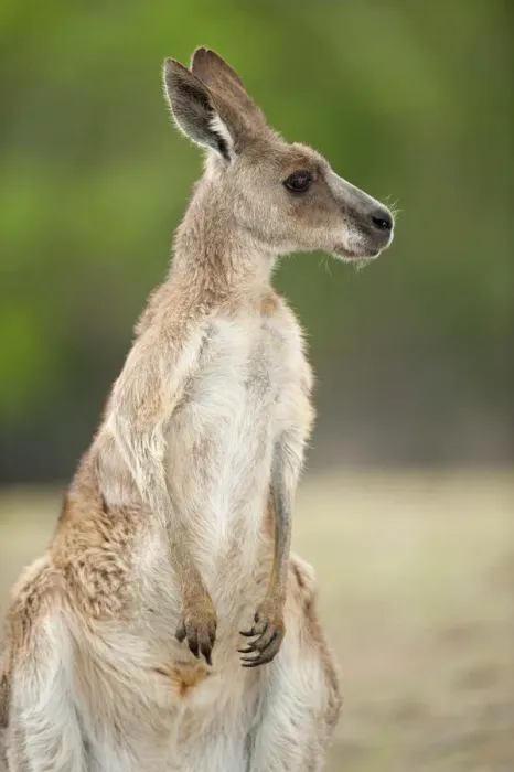 Framed Print : Eastern grey kangaroo (Macropus giganteus), Lone Pine Koala Sanctuary, Brisbane Framed Print : Eastern grey kangaroo (Macropus giganteus), Lone Pine Koala Sanctuary, Brisbane