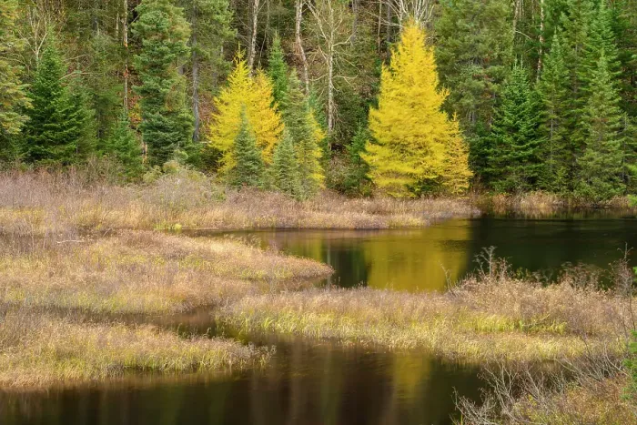 Framed Print : Eastern larch in autumn colour at the edge of a pond, Lake Superior Provincial Park, Ontario, Canada Framed Print : Eastern larch in autumn colour at the edge of a pond, Lake Superior Provincial Park, Ontario, Canada