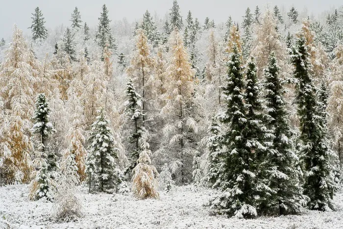 Framed Print : Eastern larch and black spruce with early snow, Greater Sudbury, Ontario, Canada Framed Print : Eastern larch and black spruce with early snow, Greater Sudbury, Ontario, Canada