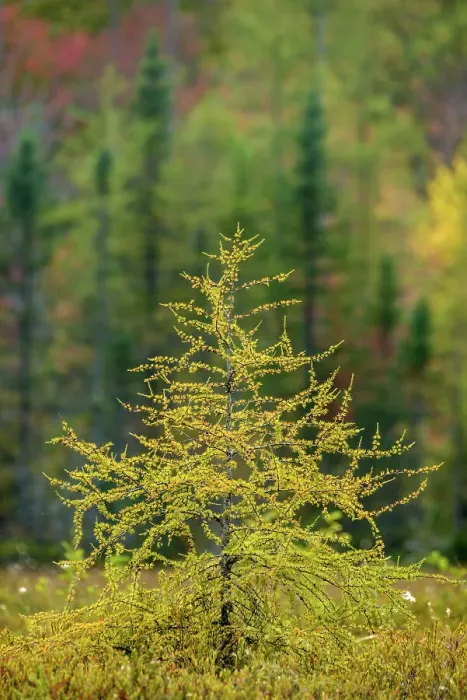 Framed Print : Eastern Larch (Larix laricina) in autumn, Muskoka, Ontario, Canada