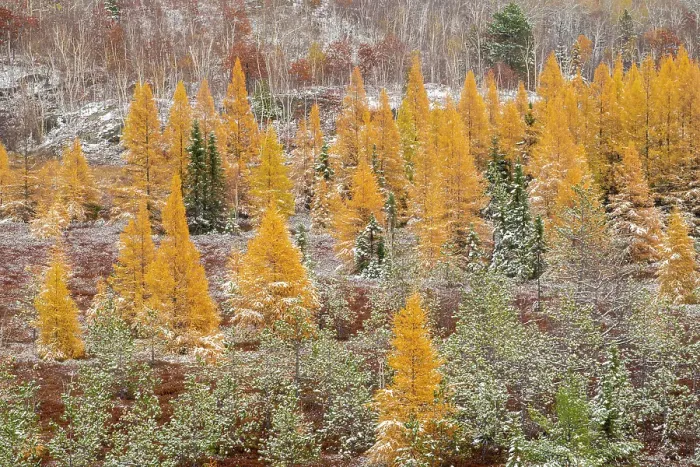 Framed Print : Eastern larch trees and early snowfall, Greater Sudbury, Ontario, Canada Framed Print : Eastern larch trees and early snowfall, Greater Sudbury, Ontario, Canada