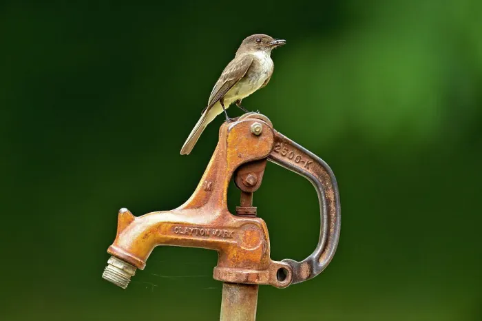 Framed Print : Eastern phoebe (Sayornis phoebe) perched on a pump handle at the Eden Falls trailhead, Buffalo National River (Ponca Unit), Arkansas, USA Framed Print : Eastern phoebe (Sayornis phoebe) perched on a pump handle at the Eden Falls trailhead, Buffalo National River (Ponca Unit), Arkansas, USA