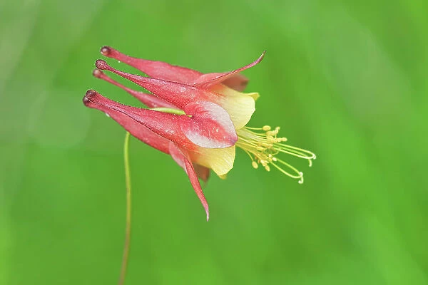 Eastern red columbine, Wild red columbine (Aquilegia canadensis) Clearwater Bay, Ontario, Canada