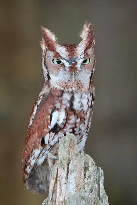 Framed Print : Eastern Screech-Owl (Megascops asio) - captive bred, Ontario, Canada Framed Print : Eastern Screech-Owl (Megascops asio) - captive bred, Ontario, Canada
