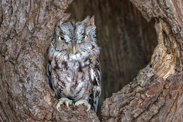 Framed Print : Eastern Screech-Owl (Megascops asio) - captive bred, Ontario, Canada Framed Print : Eastern Screech-Owl (Megascops asio) - captive bred, Ontario, Canada