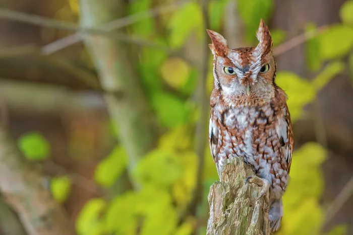 Framed Print : Eastern Screech-Owl (Megascops asio) - captive bred, Ontario, Canada Framed Print : Eastern Screech-Owl (Megascops asio) - captive bred, Ontario, Canada