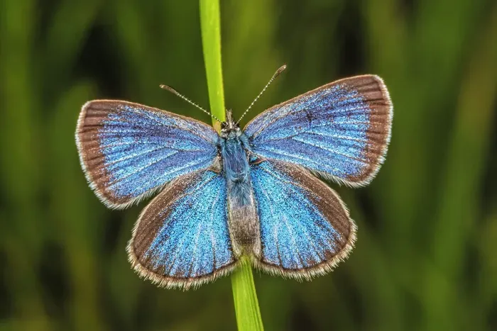 Framed Print : Eastern Tailed-Blue (Cupido comyntas), Thornton, Ontario, Canada Framed Print : Eastern Tailed-Blue (Cupido comyntas), Thornton, Ontario, Canada