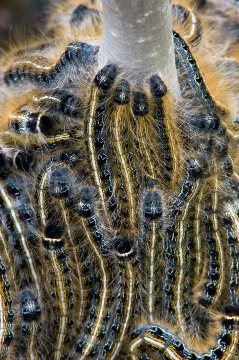Framed Print : Eastern tent caterpillar, Malacosoma americanum. Larvae massed on woody shrub, Little Current, Ontario, Canada Framed Print : Eastern tent caterpillar, Malacosoma americanum. Larvae massed on woody shrub, Little Current, Ontario, Canada