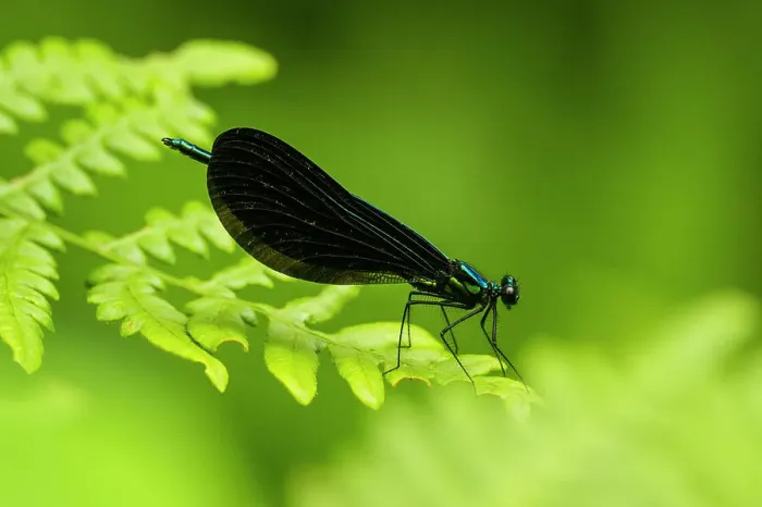 Framed Print : Ebony jewelwing (Calopteryx maculata) Male, Greater Sudbury, Ontario, Canada Framed Print : Ebony jewelwing (Calopteryx maculata) Male, Greater Sudbury, Ontario, Canada