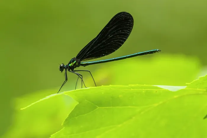 Framed Print : Ebony jewelwing (Calopteryx maculata) Male, Greater Sudbury, Ontario, Canada Framed Print : Ebony jewelwing (Calopteryx maculata) Male, Greater Sudbury, Ontario, Canada