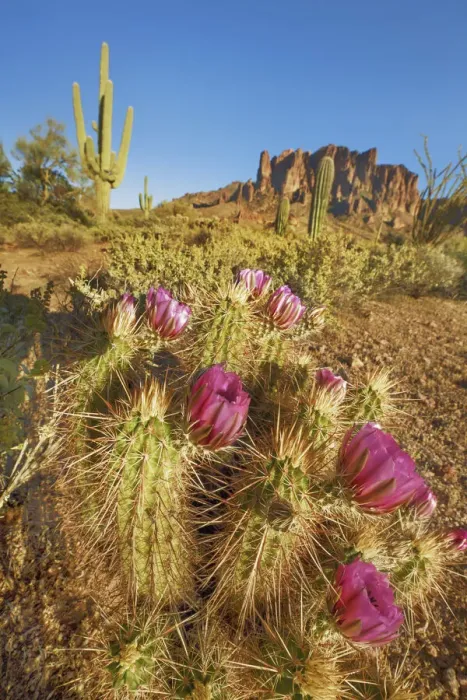 Framed Print : Echinocereus cactus in bloom - USA, Arizona, Maricopa, Phoenix Framed Print : Echinocereus cactus in bloom - USA, Arizona, Maricopa, Phoenix