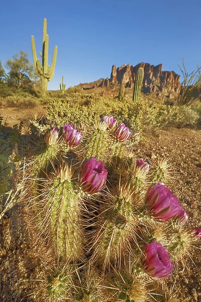Echinocereus cactus in bloom - USA, Arizona, Maricopa, Phoenix
