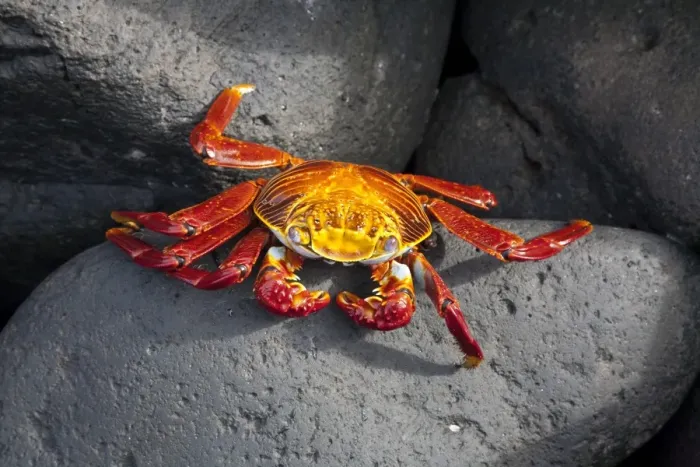 Framed Print : Ecuador, Galapagos. A brightly coloured Sally lightfoot crab skips over the dark rocks Framed Print : Ecuador, Galapagos. A brightly coloured Sally lightfoot crab skips over the dark rocks