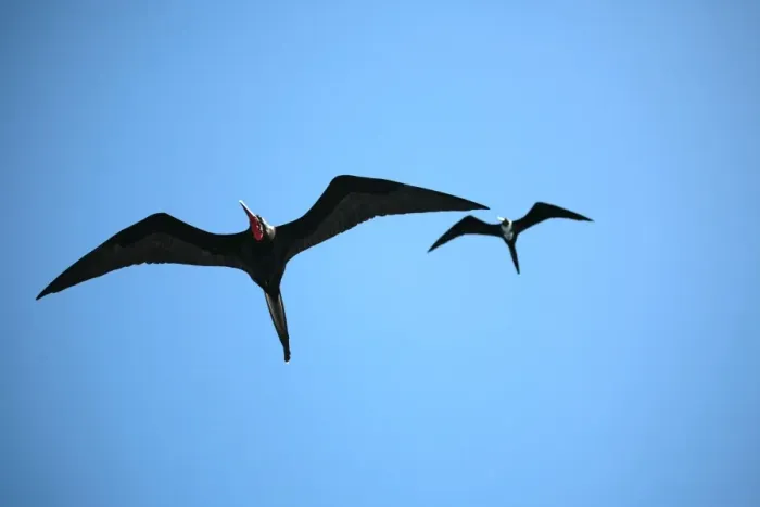 Framed Print : Ecuador, Galapagos. A male and female frigate bird soar overhead Framed Print : Ecuador, Galapagos. A male and female frigate bird soar overhead