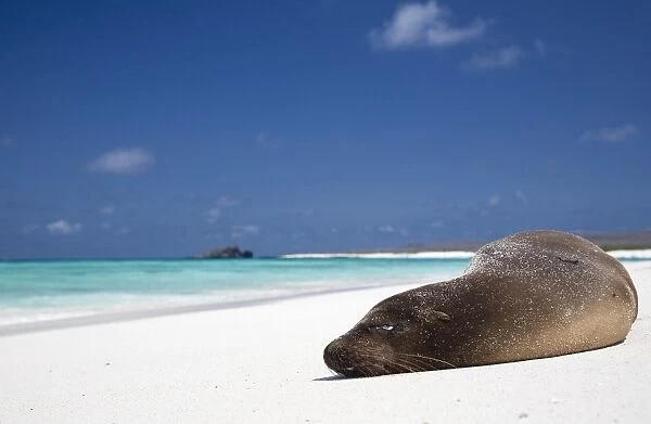 Ecuador, Galapagos. Sunbathing sea lion on the stunning beaches of San Cristobal, Galapagos