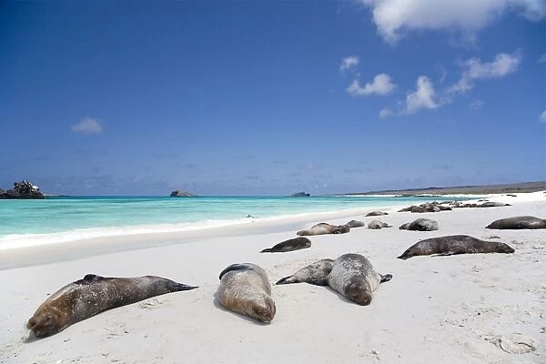 Ecuador, Galapagos. Sunbathing sea lions on the stunning beaches of San Cristobal, Galapagos