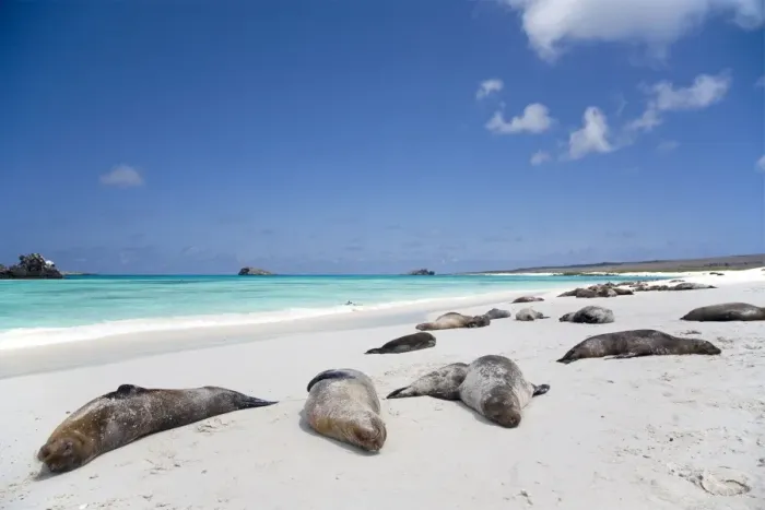 Framed Print : Ecuador, Galapagos. Sunbathing sea lions on the stunning beaches of San Cristobal, Galapagos Framed Print : Ecuador, Galapagos. Sunbathing sea lions on the stunning beaches of San Cristobal, Galapagos