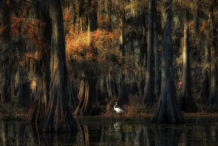 Framed Print : egret in Lake Martin at sunrise, Atchafalaya Basin, Louisiana
