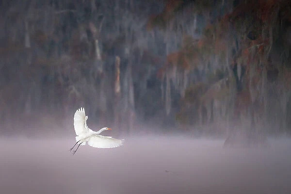 Egret in Lake Martin at sunrise, Atchafalaya Basin, Louisiana, USA
