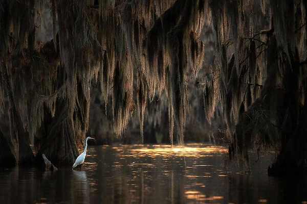 egret in Lake Martin at sunrise, Atchafalaya Basin, Louisiana
