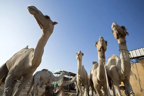 Egypt, Cairo Surroundings, Birqash Camel Market