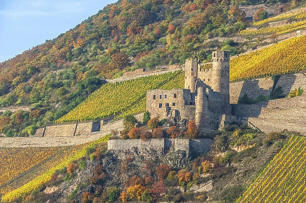 Ehrenfels castle, Rhine valley, UNESCO World Heritage site, Hesse, Germany