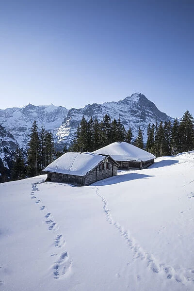 Eiger mountain from Bussalp, Grindelwald, Jungfrau Region, Berner Oberland, Switzerland