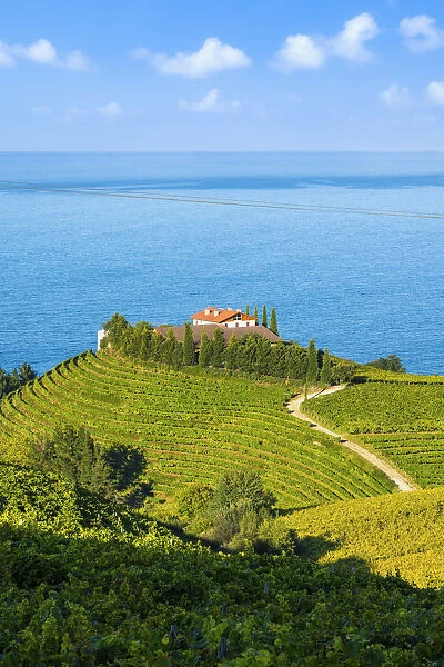 Eitzaga, Guipuzcoa, Basque Country, Spain. Hills of vineyards near the sea