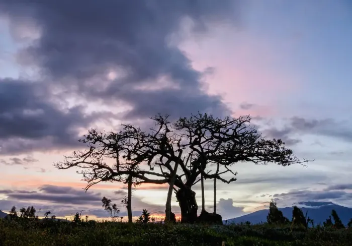 Framed Print : El Lechero Sacred Tree at sunset, Pucara de Rey Loma, Otavalo, Imbabura Province, Ecuador Framed Print : El Lechero Sacred Tree at sunset, Pucara de Rey Loma, Otavalo, Imbabura Province, Ecuador