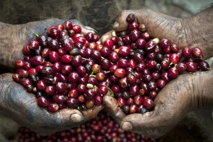 Framed Print : El Salvador, Coffee Pickers, Hands Full Of Coffee Cherries, Coffee Farm, Finca Malacara Framed Print : El Salvador, Coffee Pickers, Hands Full Of Coffee Cherries, Coffee Farm, Finca Malacara