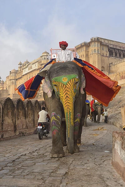 Elephant at the Amber Fort, city of Jaipur, Rajasthan, India