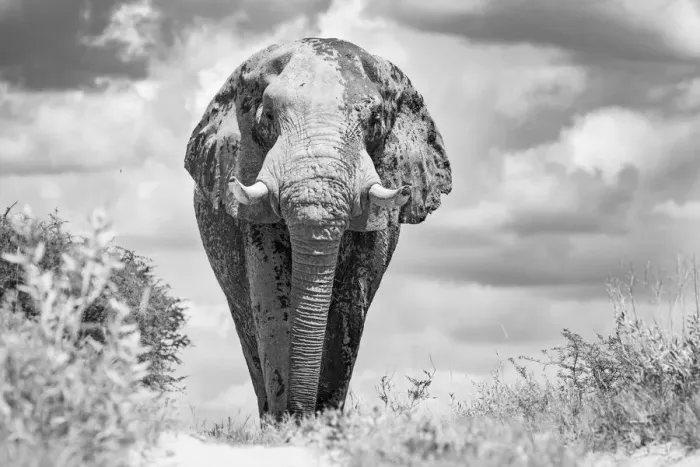 Framed Print : Elephant bull, Baines Baobabs, Nxai Pan National Park, Botswana Framed Print : Elephant bull, Baines Baobabs, Nxai Pan National Park, Botswana