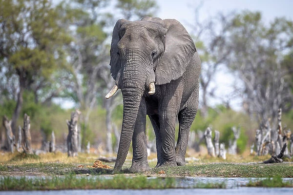 Elephant bull at the water, Okavango Delta, Botswana