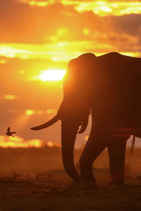 Framed Print : Elephant bull at a waterhole at sunset, Savute, Botswana