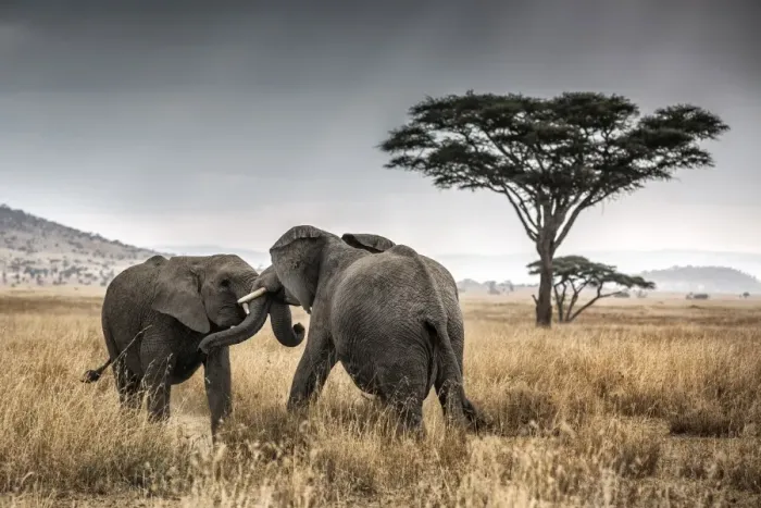 Framed Print : Elephant bulls fighting in thw Serengeti National Park, Tanzania, Africa Framed Print : Elephant bulls fighting in thw Serengeti National Park, Tanzania, Africa